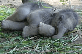 baby elephant