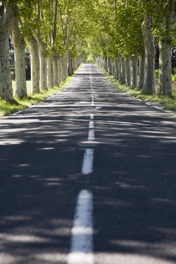 trees by road