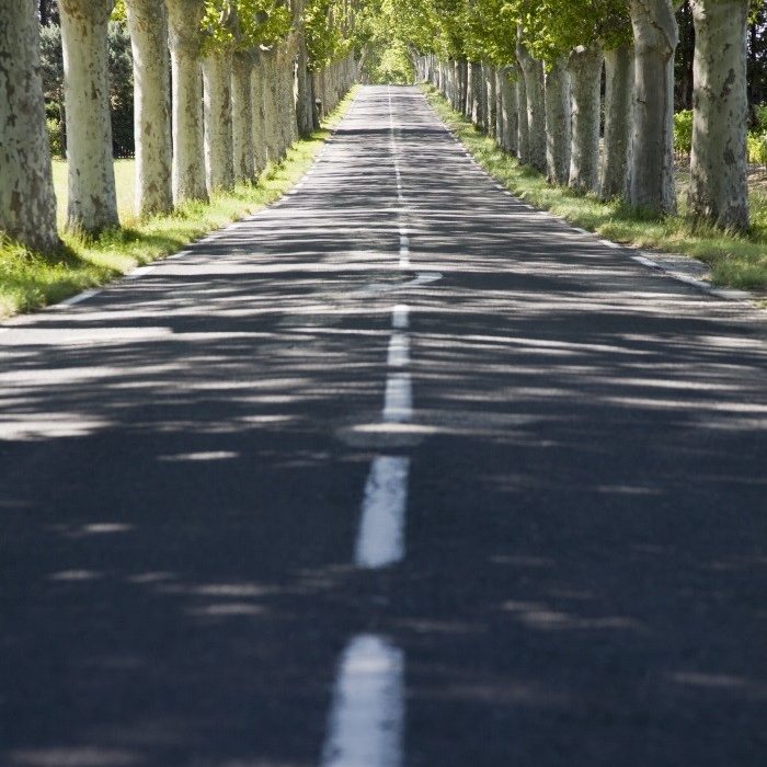 trees by road